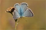 Silbergruener_Blaeuling_m.JPG