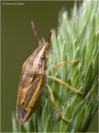 Spitzling1.JPG