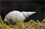 Spitzschlammschnecke1.JPG