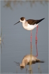 Stelzenlaeufer6.JPG