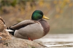 Stockente_m_8.JPG