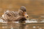 Stockente_w6.jpg