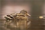 Stockente_w8.JPG