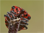 Streifenwanze1_pc2.JPG