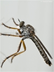 Striemen-Raubfliege_sp3.jpg