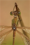 Suedliche_Binsenjungfer_m020c.JPG
