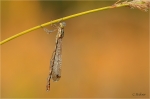Suedliche_Binsenjungfer_w_019.JPG