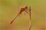 Suedliche_Heidelibelle_m020b.JPG