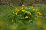 Sumpfdotterblume.jpg