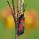 Sumpfhornklee-Widderchen.JPG