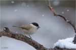 Sumpfmeise_021_winter.JPG