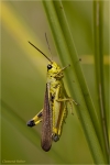 Sumpfschrecke_im_Gras.jpg