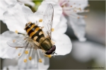 Syrphus_ribesii_1.jpg