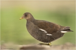 Teichhuhn_dj3.jpg