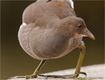 Teichhuhn_djaehrig.JPG