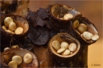 Topf-Teuerling_019.JPG