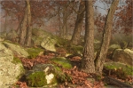 Traubeneichen_in_Sandsteinhalde.JPG