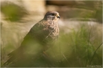 Turmfalke6.JPG
