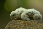 Turmfalke_juv_021.JPG