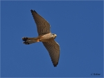 Turmfalke_m019c.JPG