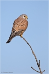 Turmfalke_m10.JPG