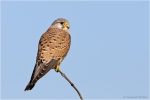 Turmfalke_m8.JPG