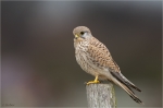 Turmfalke_w.JPG