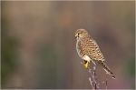 Turmfalke_w3.JPG