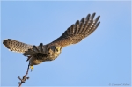 Turmfalke_w5.JPG
