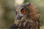 Uhu_dj_019_portrait.JPG