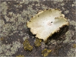 Umbilicaria_grisea1.jpg