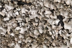 Umbilicaria_grisea2.JPG