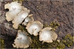 Umbilicaria_grisea3.jpg