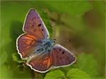 Violetter_Feuerfalter_m020b.JPG