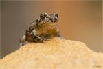 Wechselkroetchen.JPG