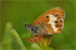 Weissbindiges_Wiesenvoegelchen.jpg