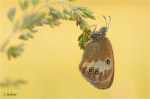Weissbindiges_Wiesenvoegelchen_020.jpg
