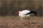 Weissstorch2.jpg
