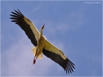 Weissstorch5.jpg