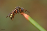 Wespenbiene_sp_.JPG