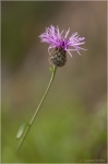 Wiesenflockenblume.JPG