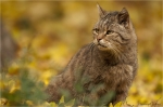 Wildkater_wartet.JPG
