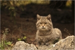 Wildkatze2.JPG