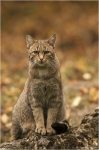 Wildkatze_w2.JPG