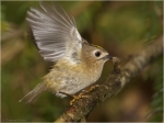 Wintergoldhaehnchen8.JPG