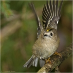 Wintergoldhaehnchen9.JPG