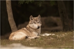 Wolf11.JPG