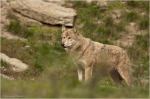 Wolf15.JPG