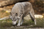 Wolf4.jpg