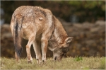 Wolf8.JPG